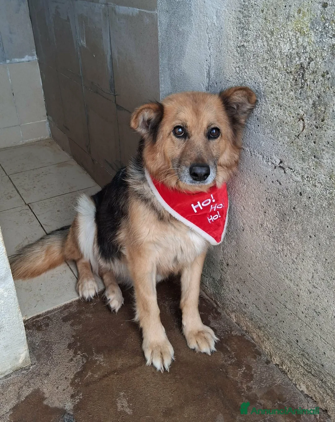 Meticcio cani in regalo: Una famiglia speciale per la dolce Terry - Annuncio 1