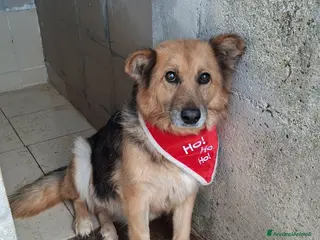 Meticcio cani Una famiglia speciale per la dolce Terry - Annuncio 9