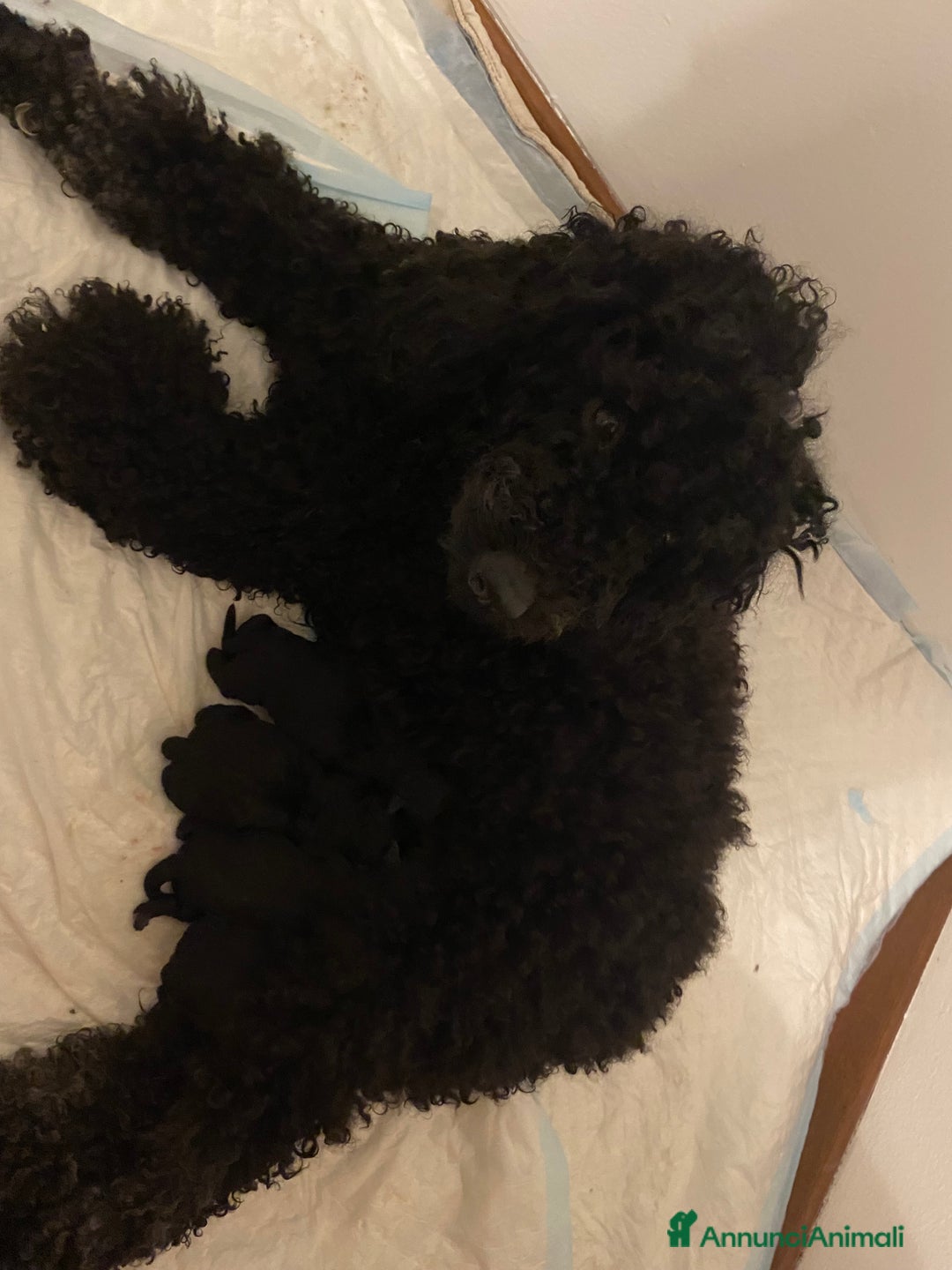 Barboncino cani in vendita: Cuccioli di barboncino  - Annuncio 26