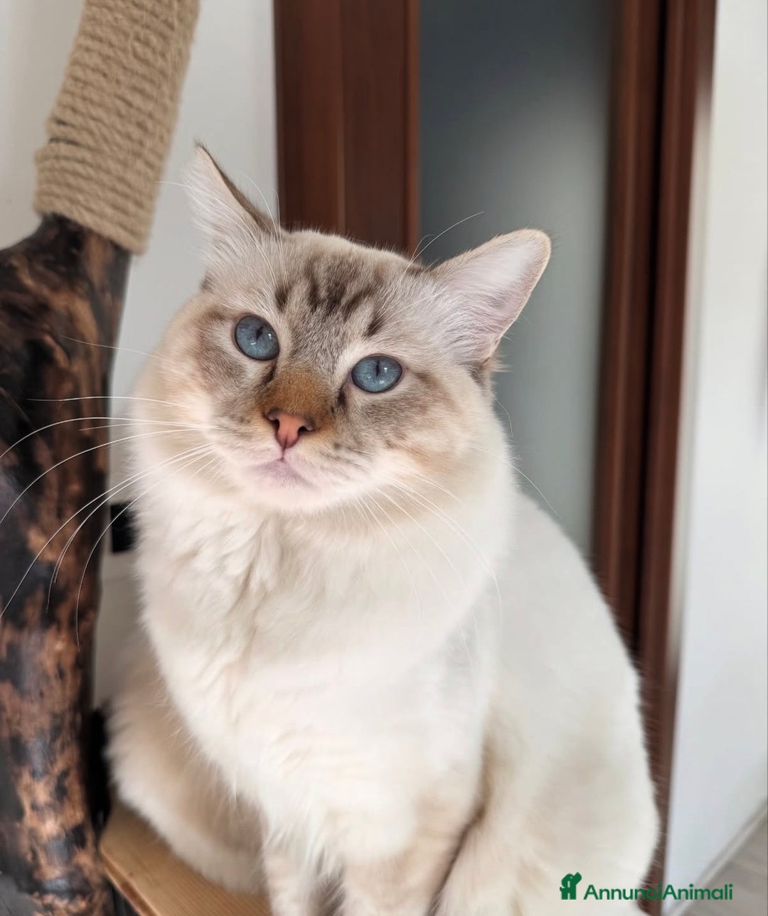 Ragdoll gatti in vendita: Cuccioli Ragdoll con pedigree  - Annuncio 4