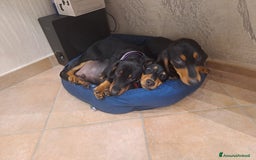 Bassotto cani in vendita: Adorabili cuccioli di bassotto  - Immagine 7