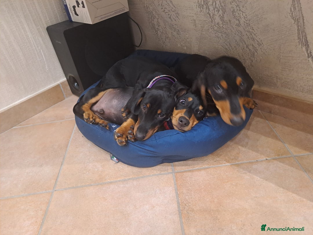 Bassotto cani in vendita: Adorabili cuccioli di bassotto  - Immagine 7