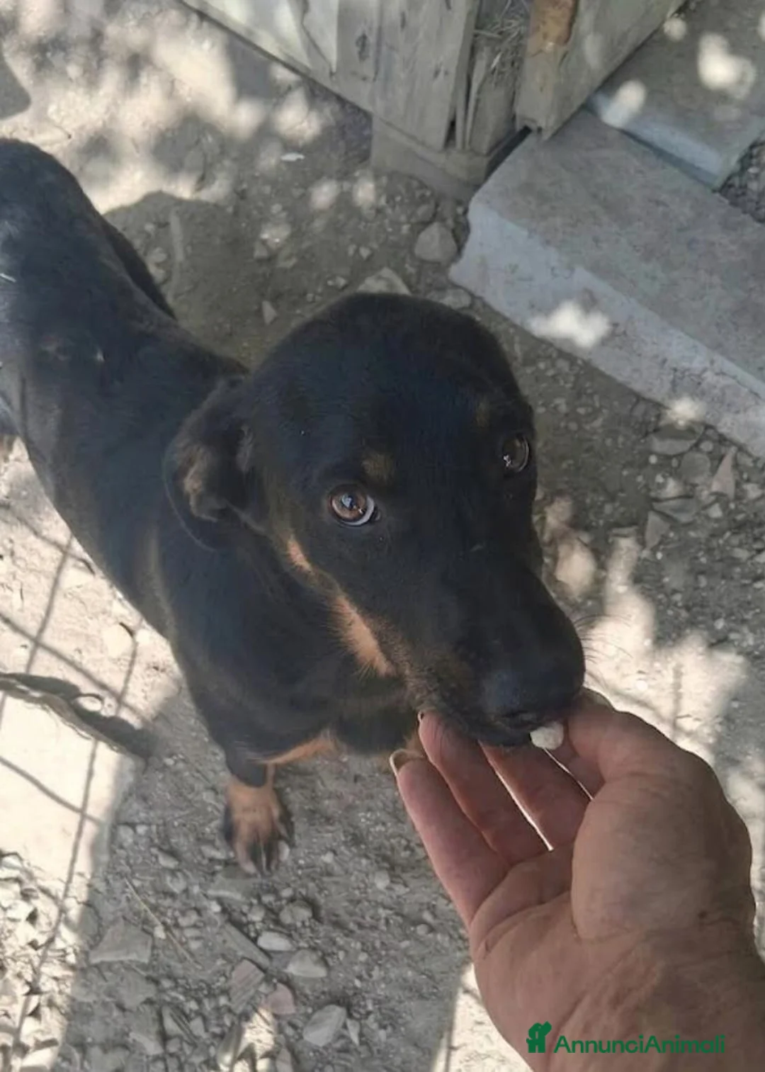 Meticcio cani in regalo: Tom cucciolo 7 mesi dolcissimo e giocherellone a Città metropolitana di Roma Capitale - Annuncio 2