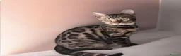 Bengala gatti in vendita: Gattina Bengala dolcissima  - Annuncio 2