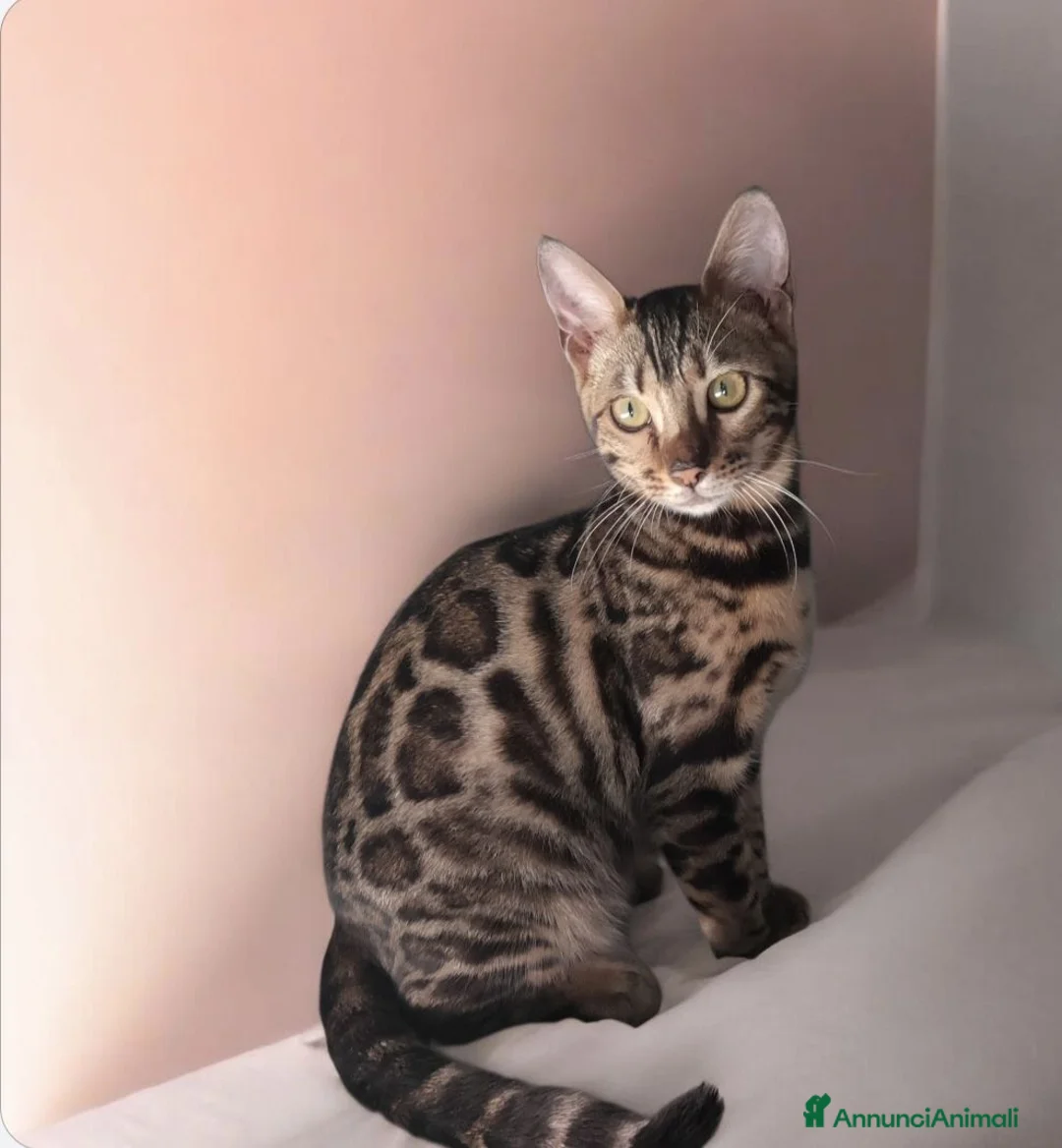 Bengala gatti in vendita: Gattina Bengala dolcissima  - Annuncio 2