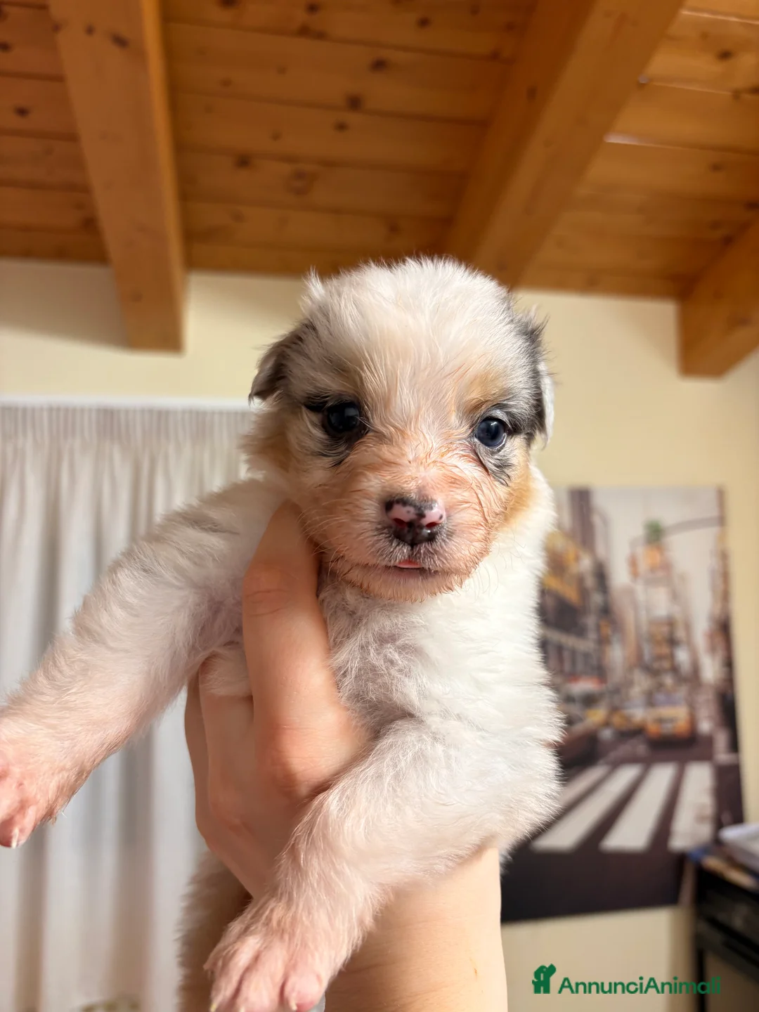Australian Shepherd cani in vendita: Bella ultima cucciola pastore australiano  - Annuncio 2