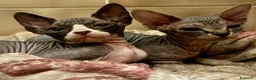 Sphynx gatti in vendita: Cucciole Canadian Sphynx (possibile consegna) - Annuncio 3