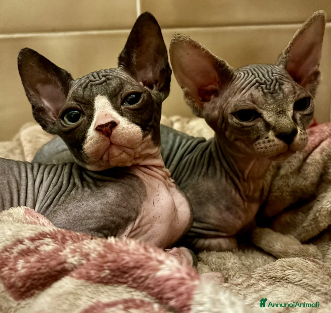 Sphynx gatti in vendita: Cucciole Canadian Sphynx (possibile consegna) - Annuncio 3