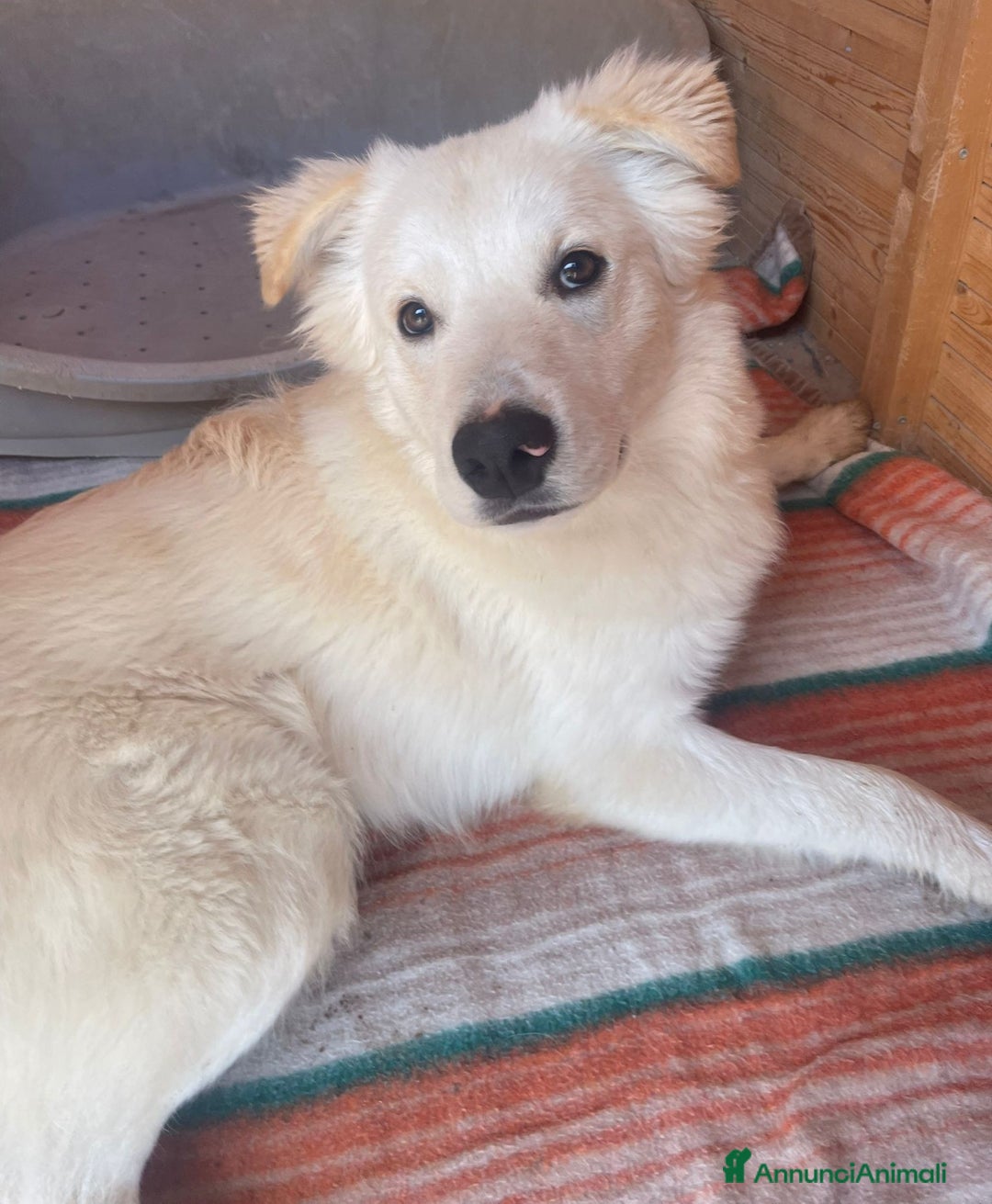 Meticcio cani in regalo: DOLCISSIMI FRATELLINI - Annuncio 12