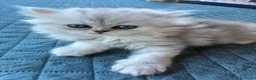 Persiano gatti in vendita: Gattini persiani chinchilla maschi  - Annuncio 21
