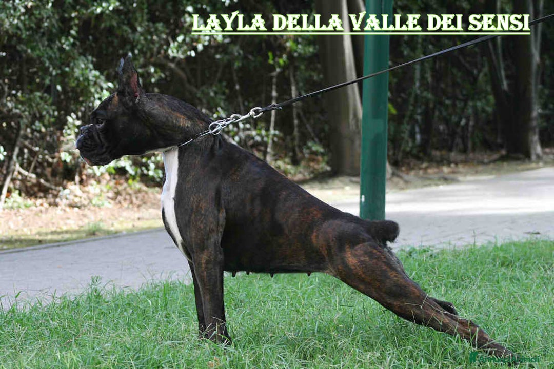 Boxer cani in vendita: BOXER CUCCIOLI DISPONIBILI - Annuncio 6