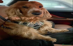 Cocker cani per accoppiamento: Cocker Spaniel maschio pronto per accoppiamento  - Annuncio 8