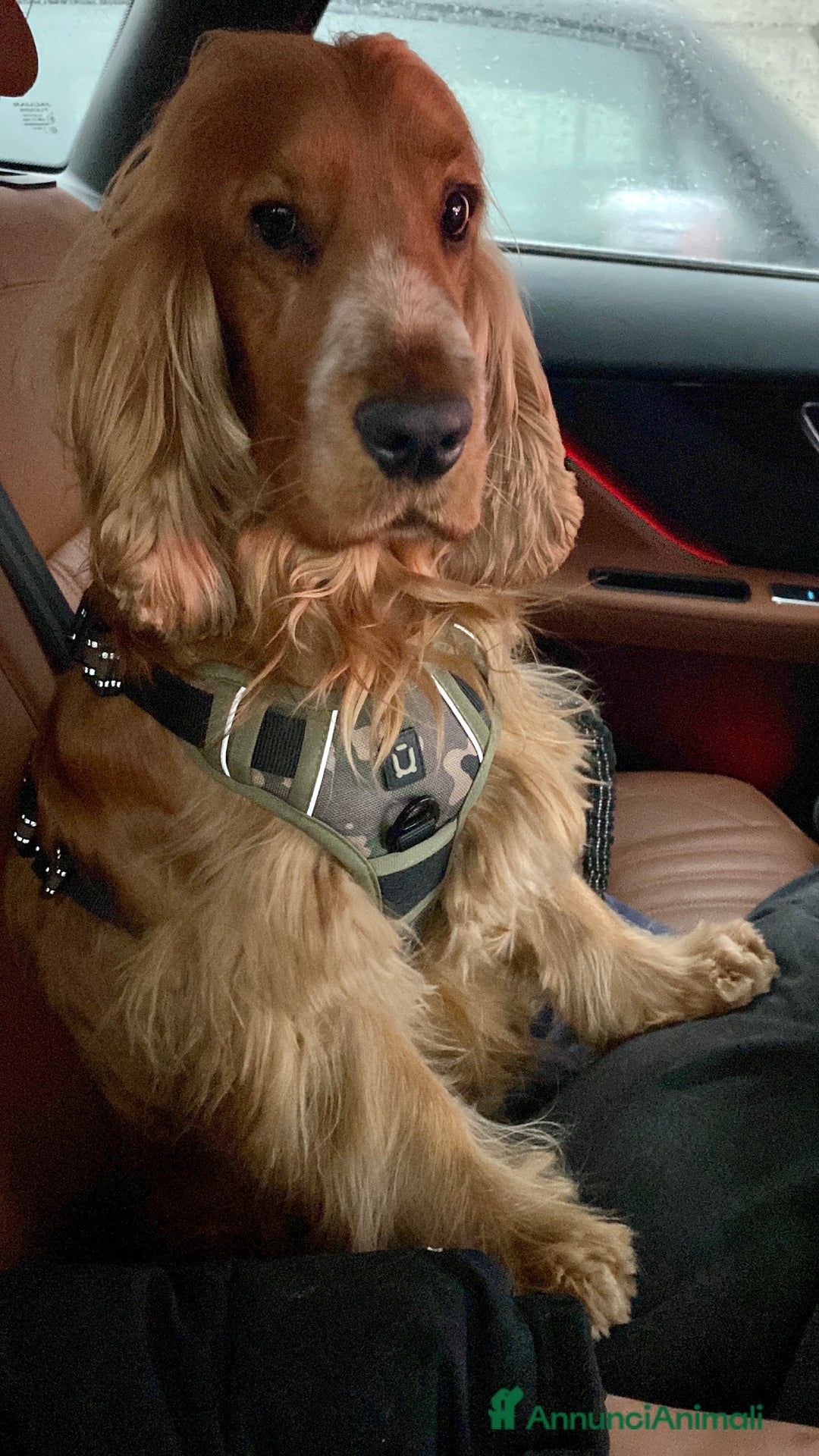 Cocker cani per accoppiamento: Cocker Spaniel maschio pronto per accoppiamento  - Annuncio 8