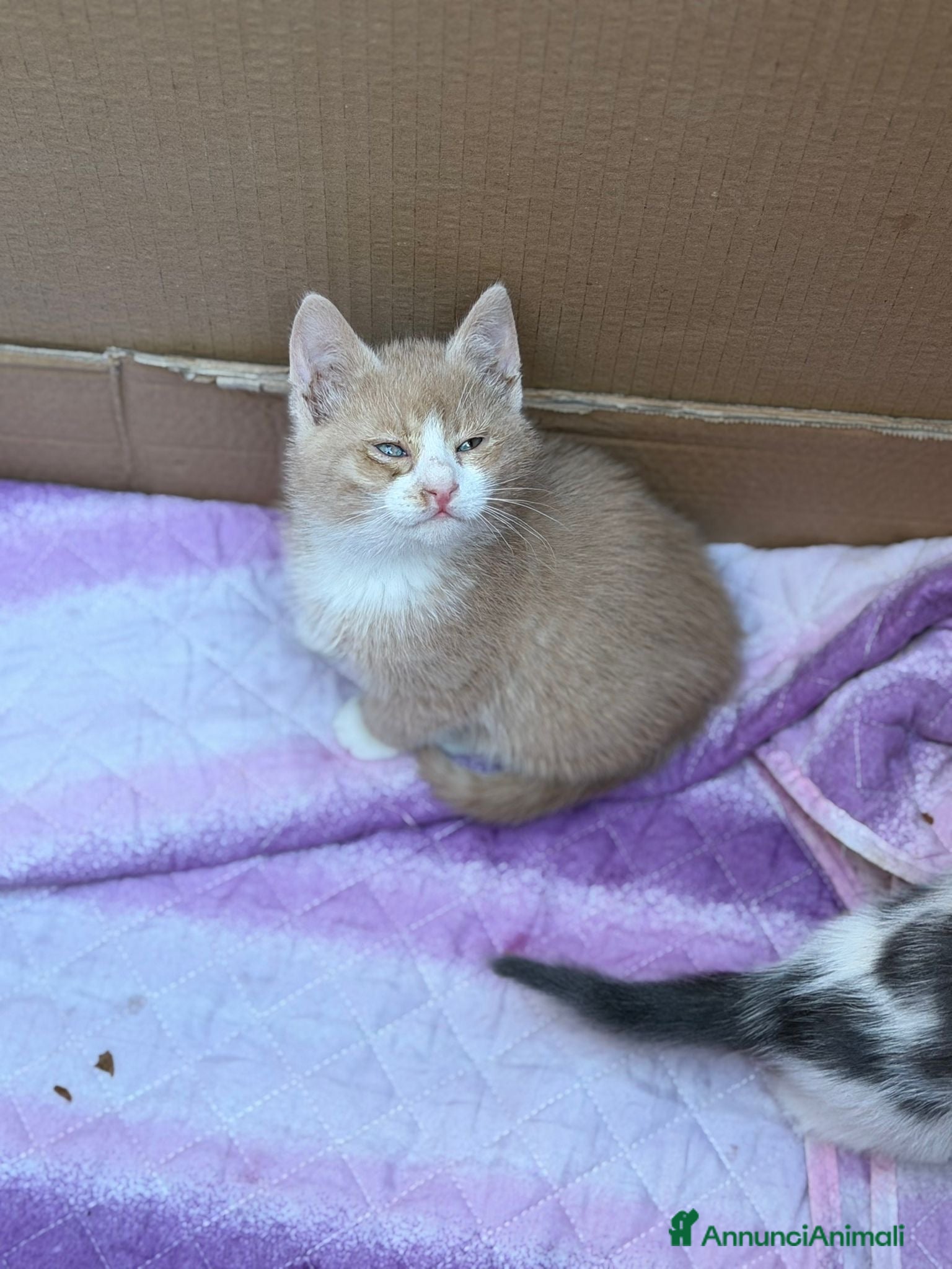 Europeo gatti Meravigliosi micini fantasia ed a pelo lungo  - Annuncio 9