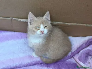 Europeo gatti Meravigliosi micini fantasia ed a pelo lungo - Annuncio 9