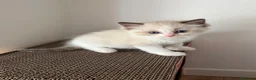 Ragdoll gatti in vendita: Gattino Ragdoll con pedigree - Annuncio 3