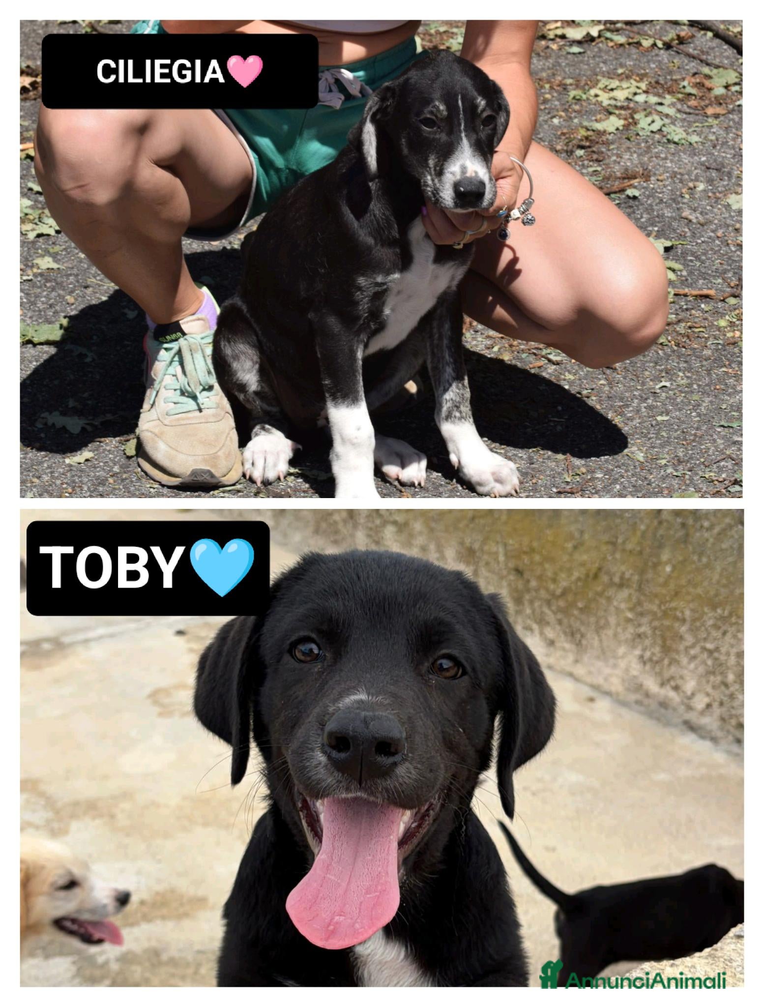 Meticcio cani CILIEGIA E TOBY, - Annuncio 14
