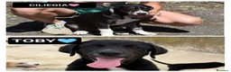 Meticcio cani in regalo: CILIEGIA E TOBY, - Annuncio 1
