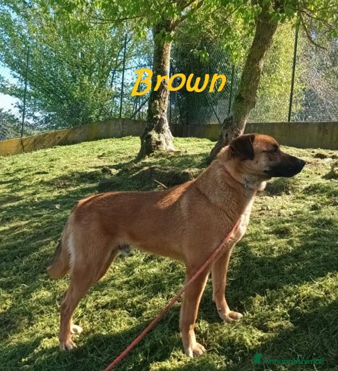 Meticcio cani in regalo: BROWN 3anni un bel timidino! - Annuncio 5
