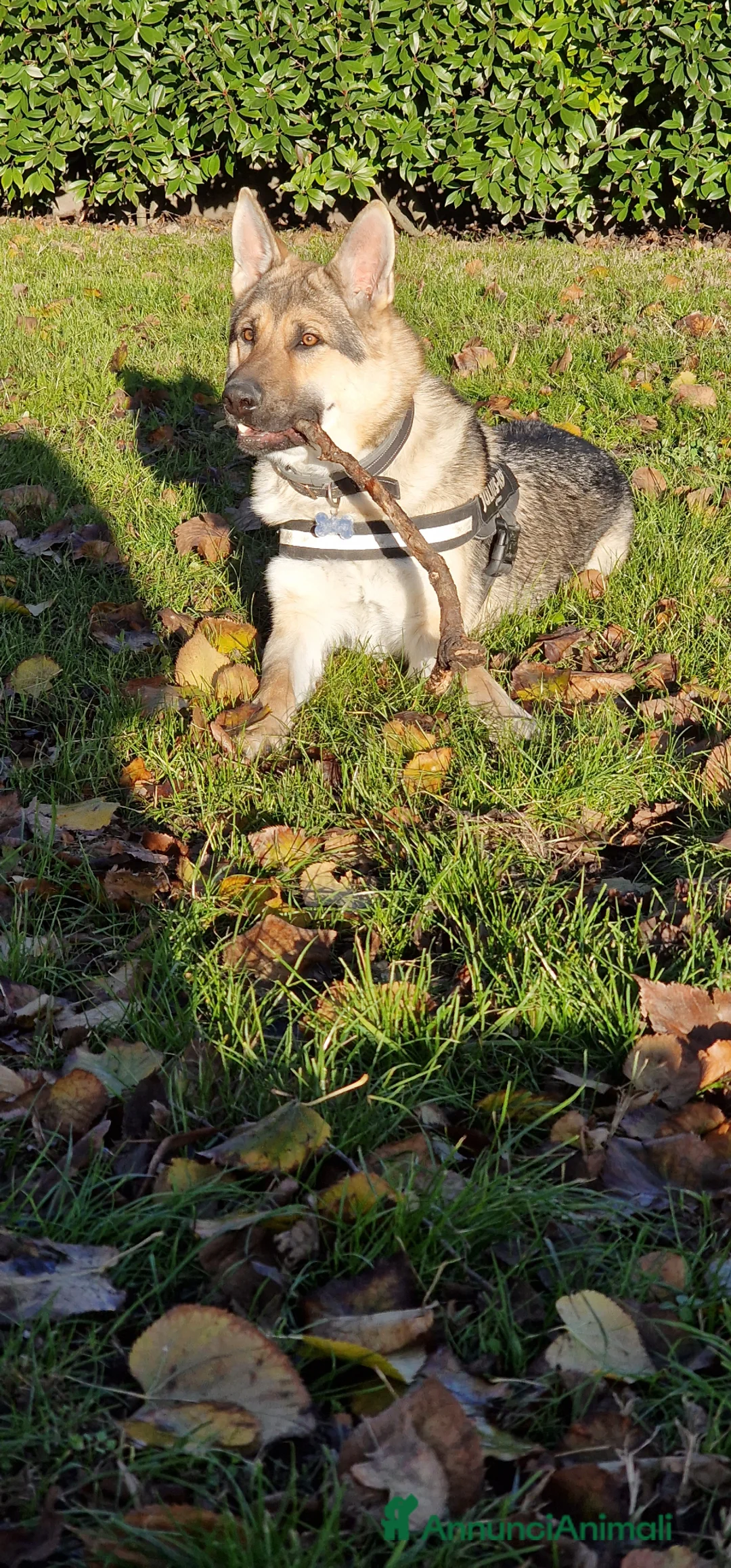 Lupo Cecoslovacco cani in regalo: loki  a Provincia di Vicenza - Annuncio 2