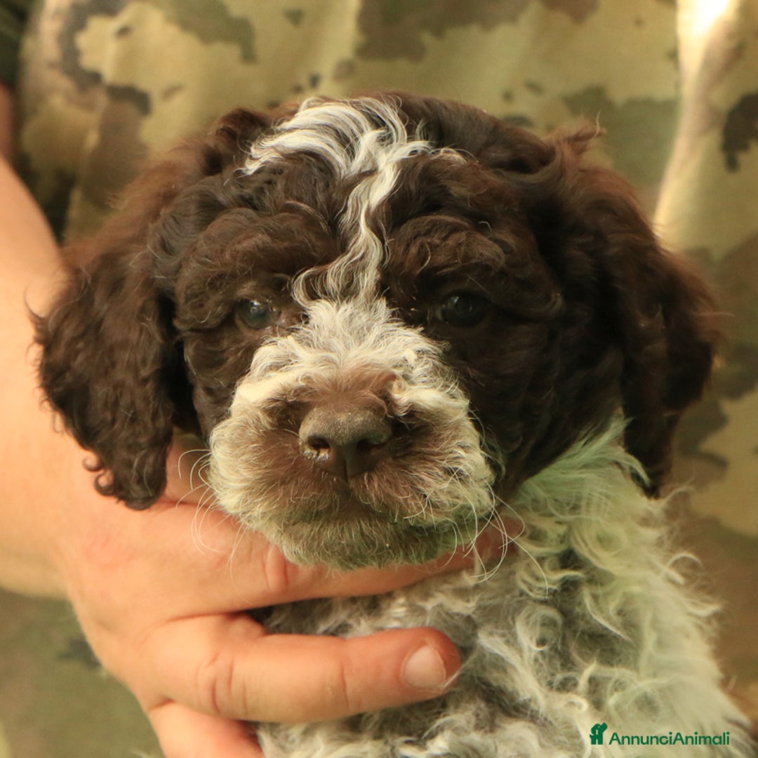 Lagotto cani in vendita: Lagotto romagnolo - cucciolo 3 a Provincia di Ravenna - Immagine 1