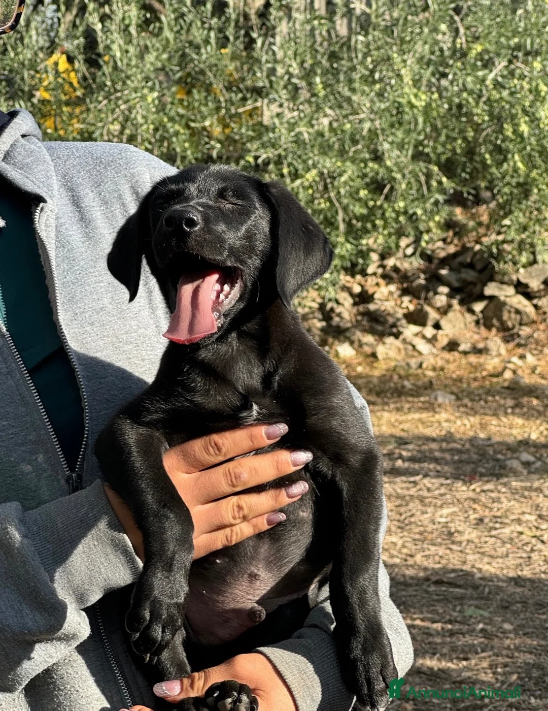 Meticcio cani in regalo: Snoopy cucciolo di simil Labrador  a Città Metropolitana di Firenze - Annuncio 2