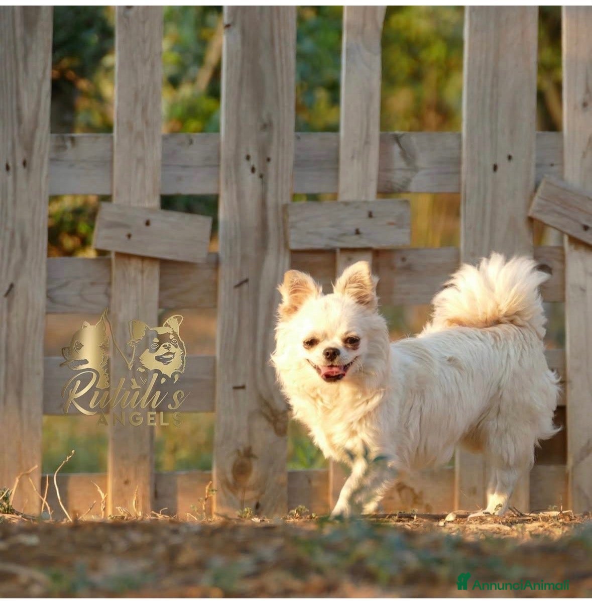 Chihuahua cani Femminuccia chihuahua pelo lungo - Annuncio 9