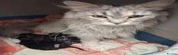 Maine Coon gatti in vendita: Maine Coon con Pedigree - Annuncio 25