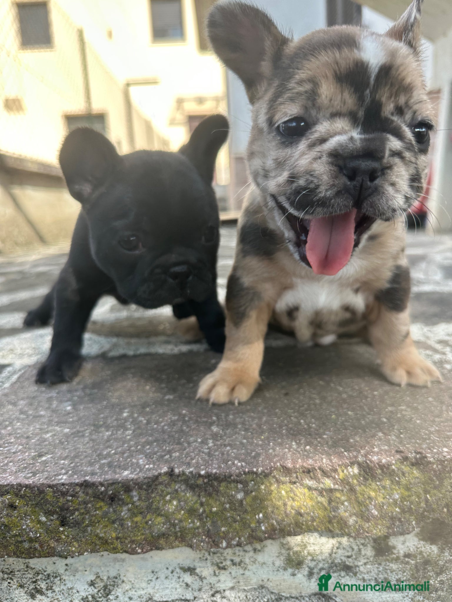 Bulldog Francese cani in vendita: bulldog francese blue occhi celesti, merlè, 2 nere - Annuncio 23