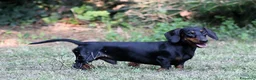 Bassotto cani in vendita: bassotto tedesco cucciolo a Città metropolitana di Milano - Annuncio 4