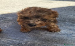 Barboncino cani in vendita: Cucciolo di Barboncino  a Città metropolitana di Milano - Immagine 3