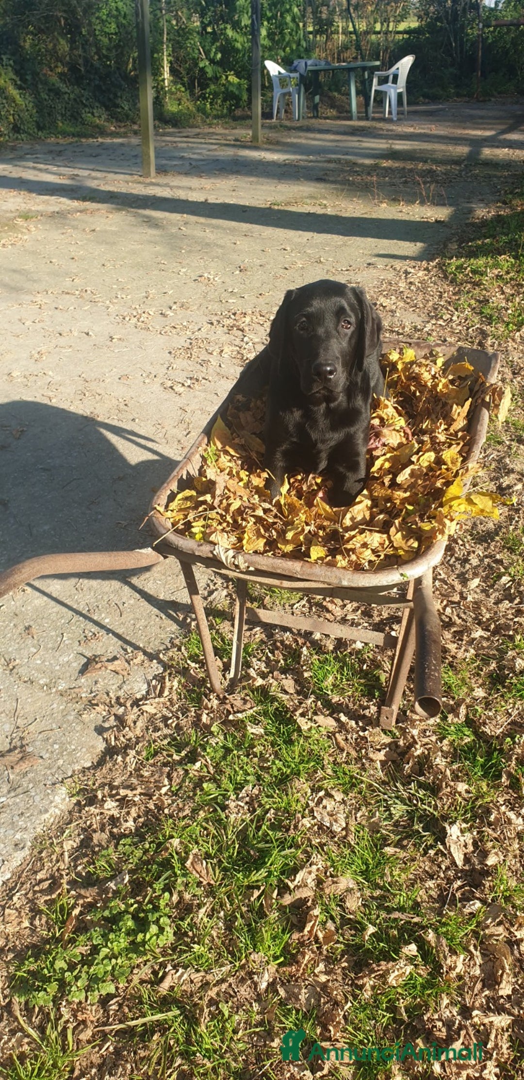 Labrador cani in vendita: Cucciolone di Labrador Maschio - Annuncio 4