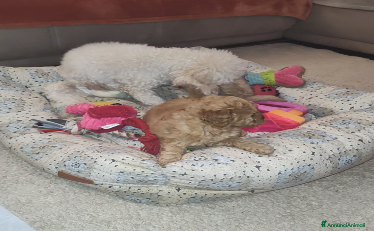 Barboncino cani - Annuncio 2