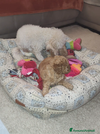 Barboncino cani - Annuncio 2