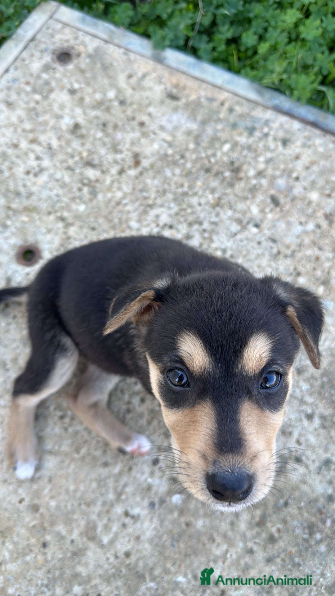 Meticcio cani in regalo: VASCO CERCA ADOZIONE - Annuncio 7