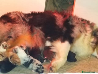 Australian Shepherd cani Cuccioli di pastore australiano - Annuncio 38