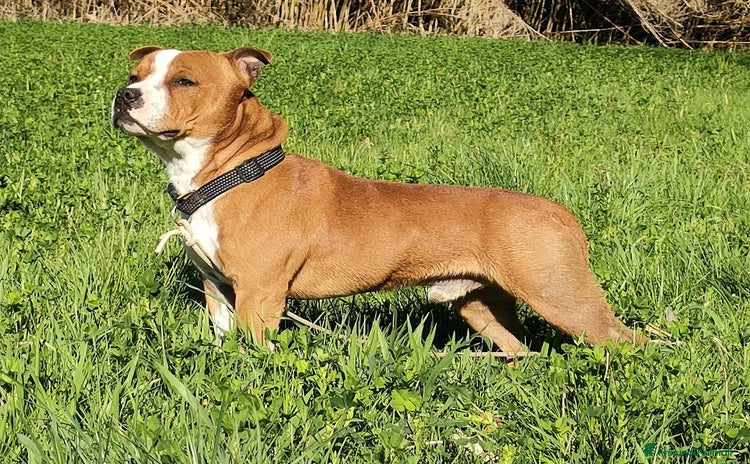 Staffordshire cani - Annuncio 4