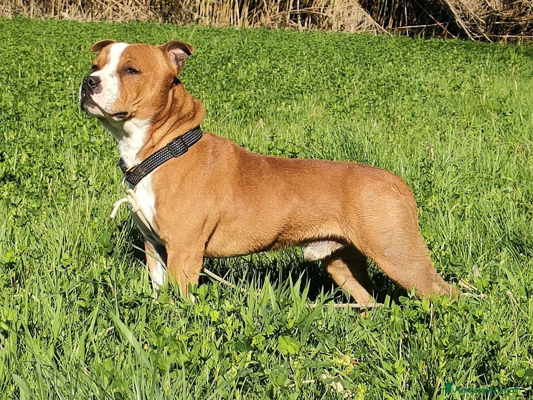 Staffordshire cani per accoppiamento: Offresi x Monta - Annuncio 1