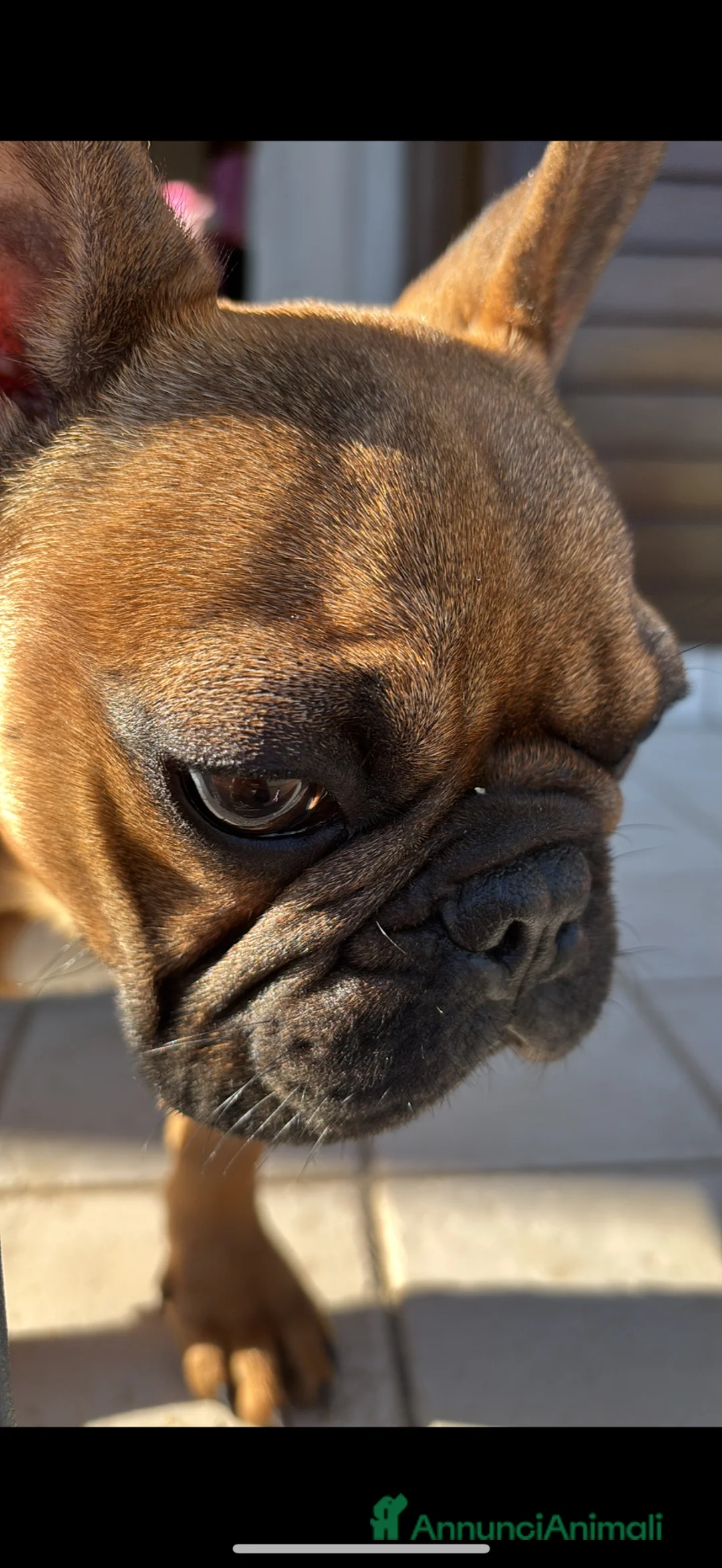 Bulldog Francese cani in vendita: Dolcissimo cucciolo toy di bulldog f. con pedigree - Annuncio 7