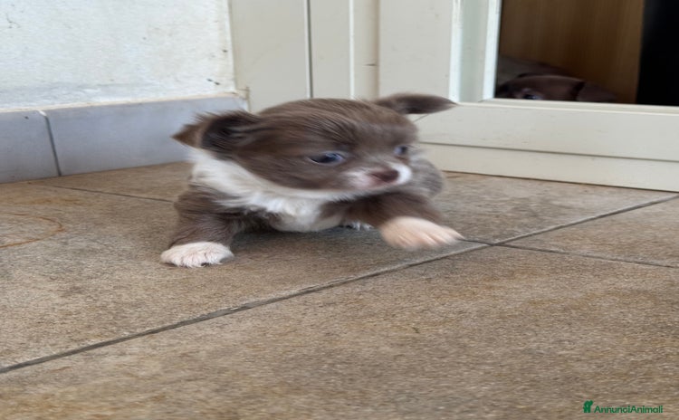 Chihuahua cani a Città metropolitana di Milano - Annuncio 15
