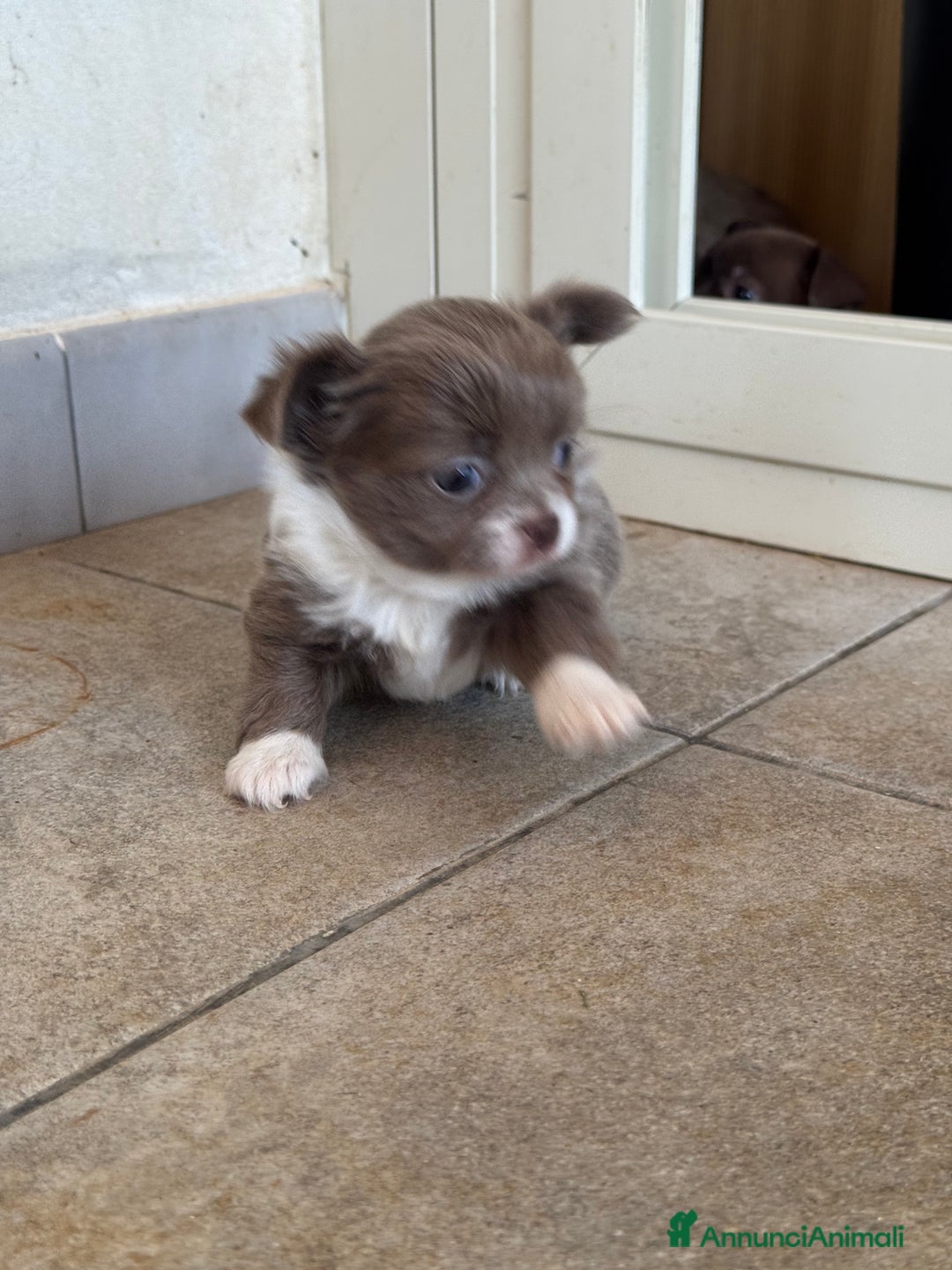 Chihuahua cani in vendita: Cuccioli di chihuahua  a Città metropolitana di Milano - Immagine 1