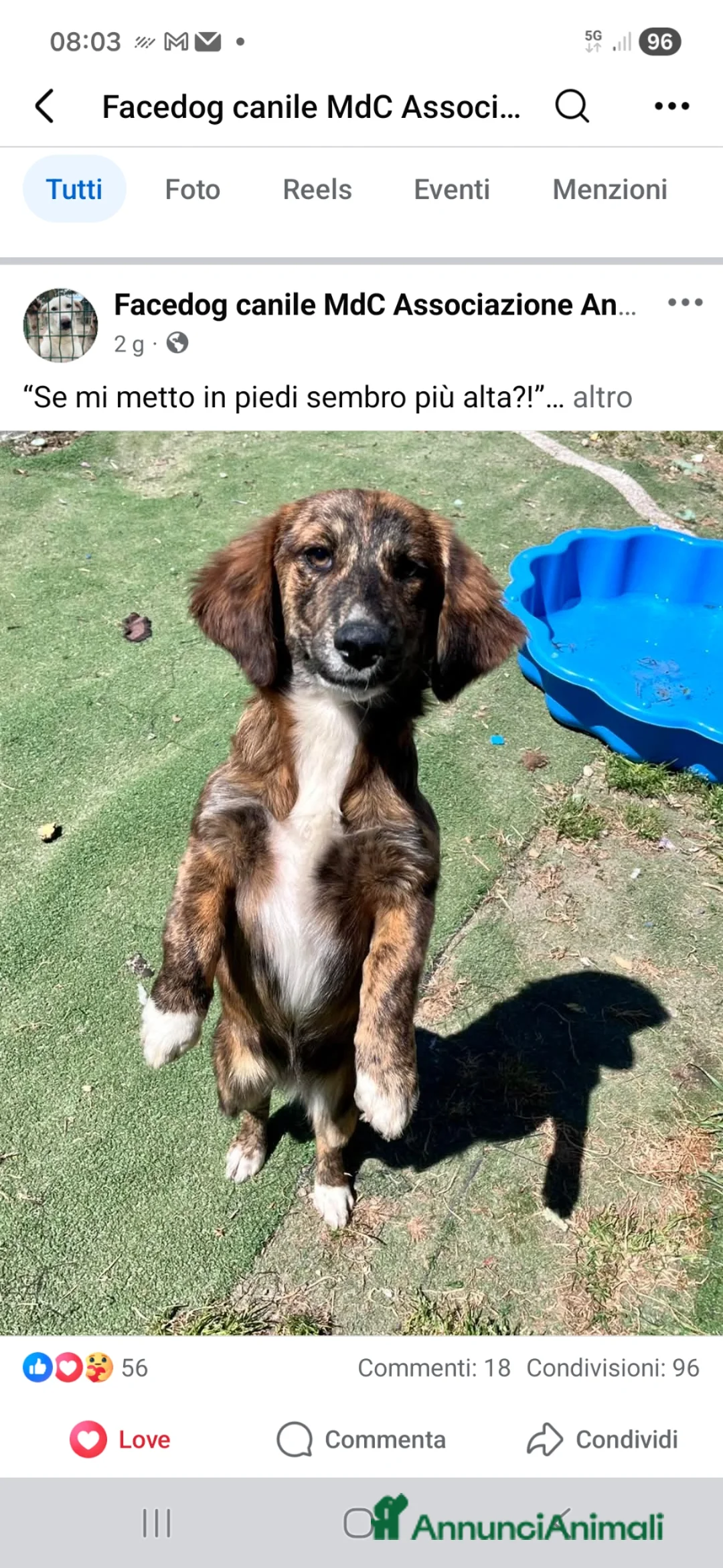 Meticcio cani in regalo: Cucciola 4 mesi - Annuncio 1