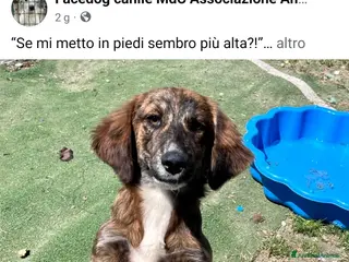 Meticcio cani Cucciola 4 mesi - Annuncio 1