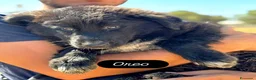Meticcio cani in regalo: OREO adozione mix pastore del caucaso maremmano - Annuncio 3