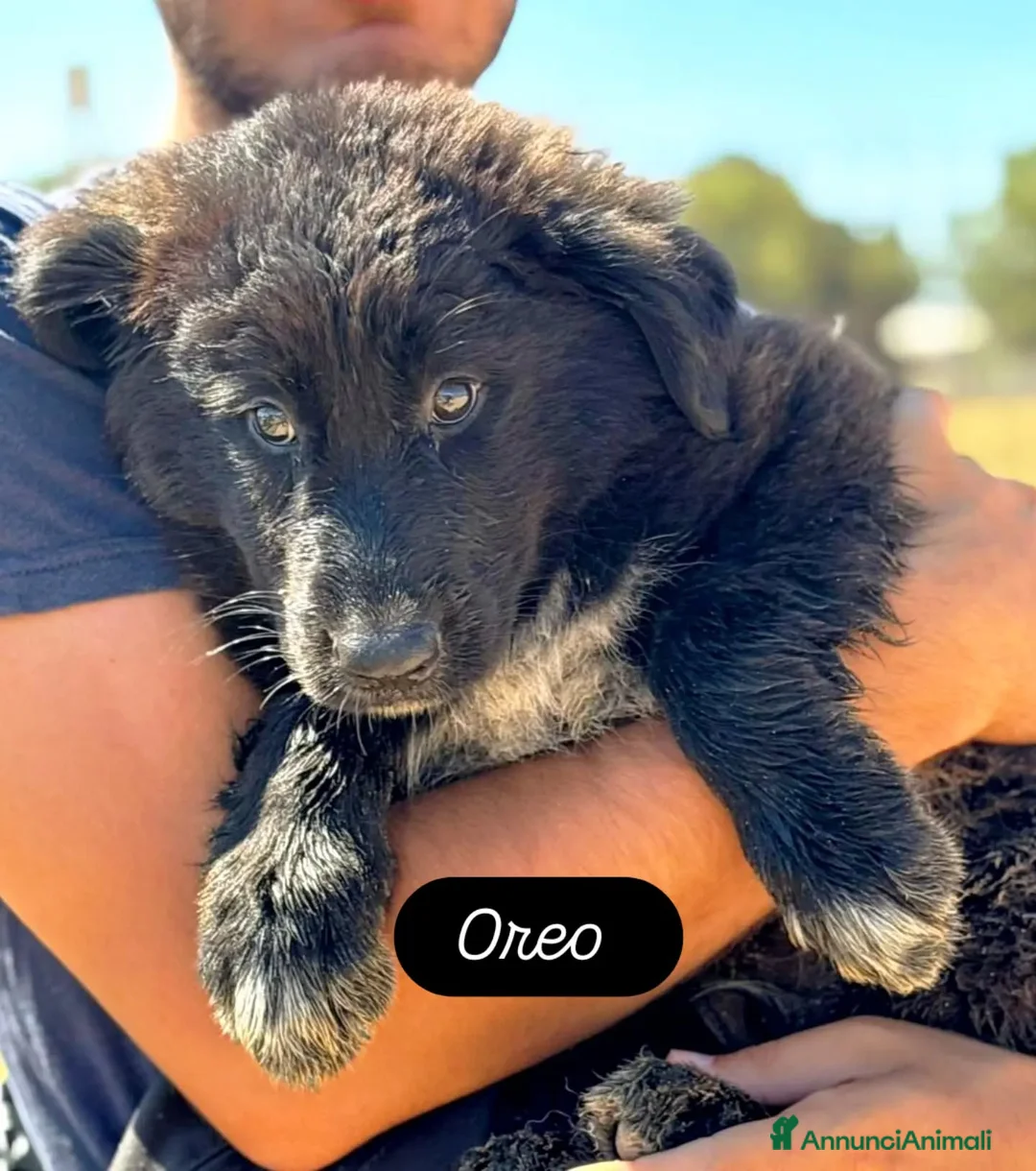 Meticcio cani in regalo: OREO adozione mix pastore del caucaso maremmano - Annuncio 3