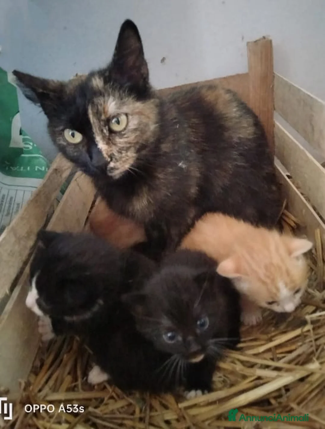 Europeo gatti in regalo: Regalo bellissimi gattini a Città Metropolitana di Torino - Annuncio 1