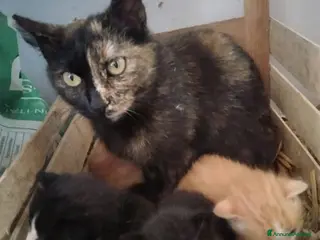 Europeo gatti Regalo bellissimi gattini - Annuncio 39