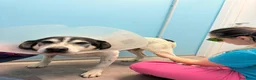 Meticcio cani in regalo: VALERIO DIVERSAMENTE CUCCIOLO - Annuncio 2