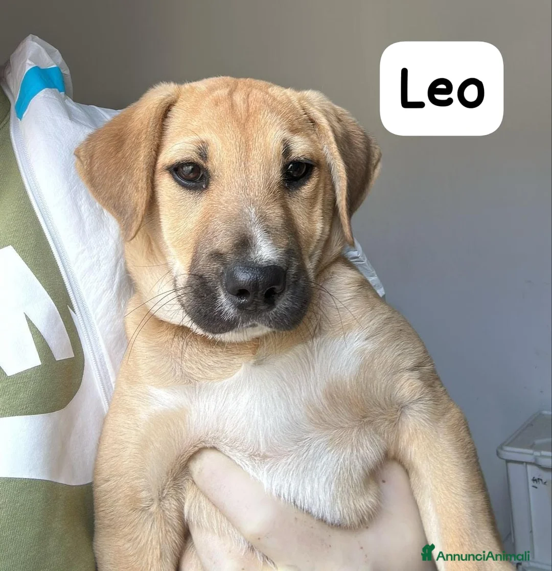Meticcio cani in regalo:   Leo a Provincia di Crotone - Annuncio 1