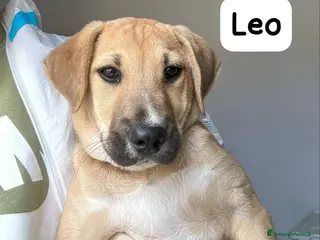 Meticcio cani Leo a Provincia di Crotone - Annuncio 25